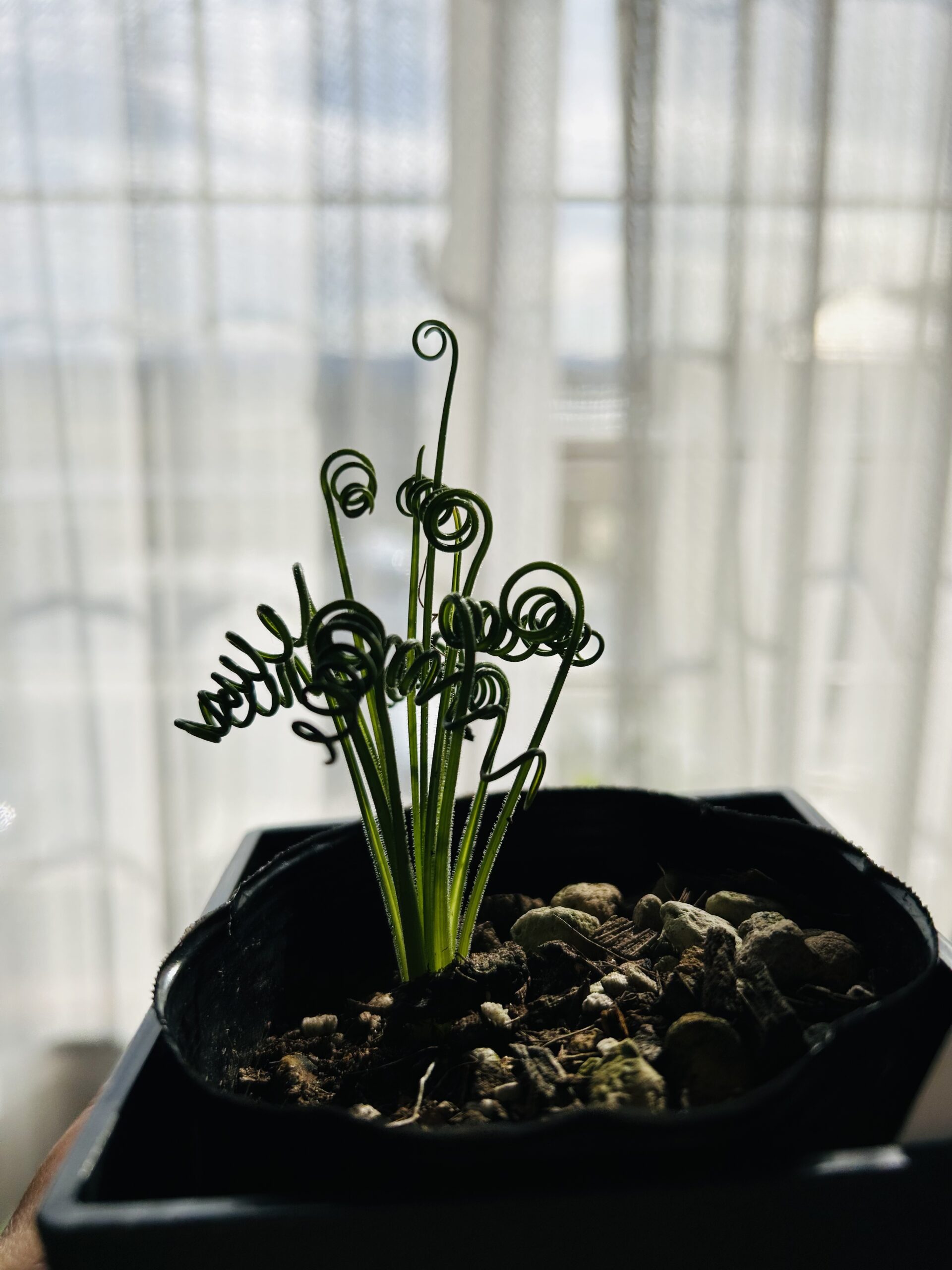 Albuca spiralis-1