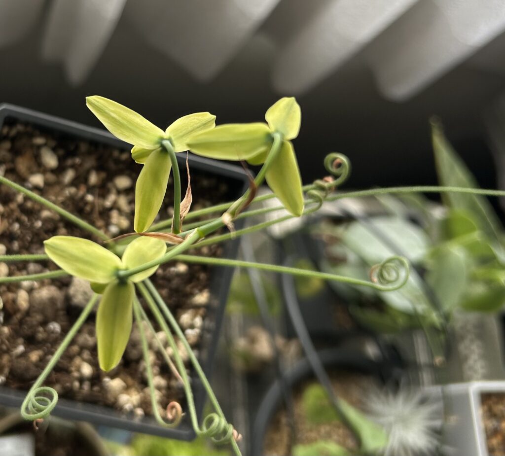 Albuca spiralis-2