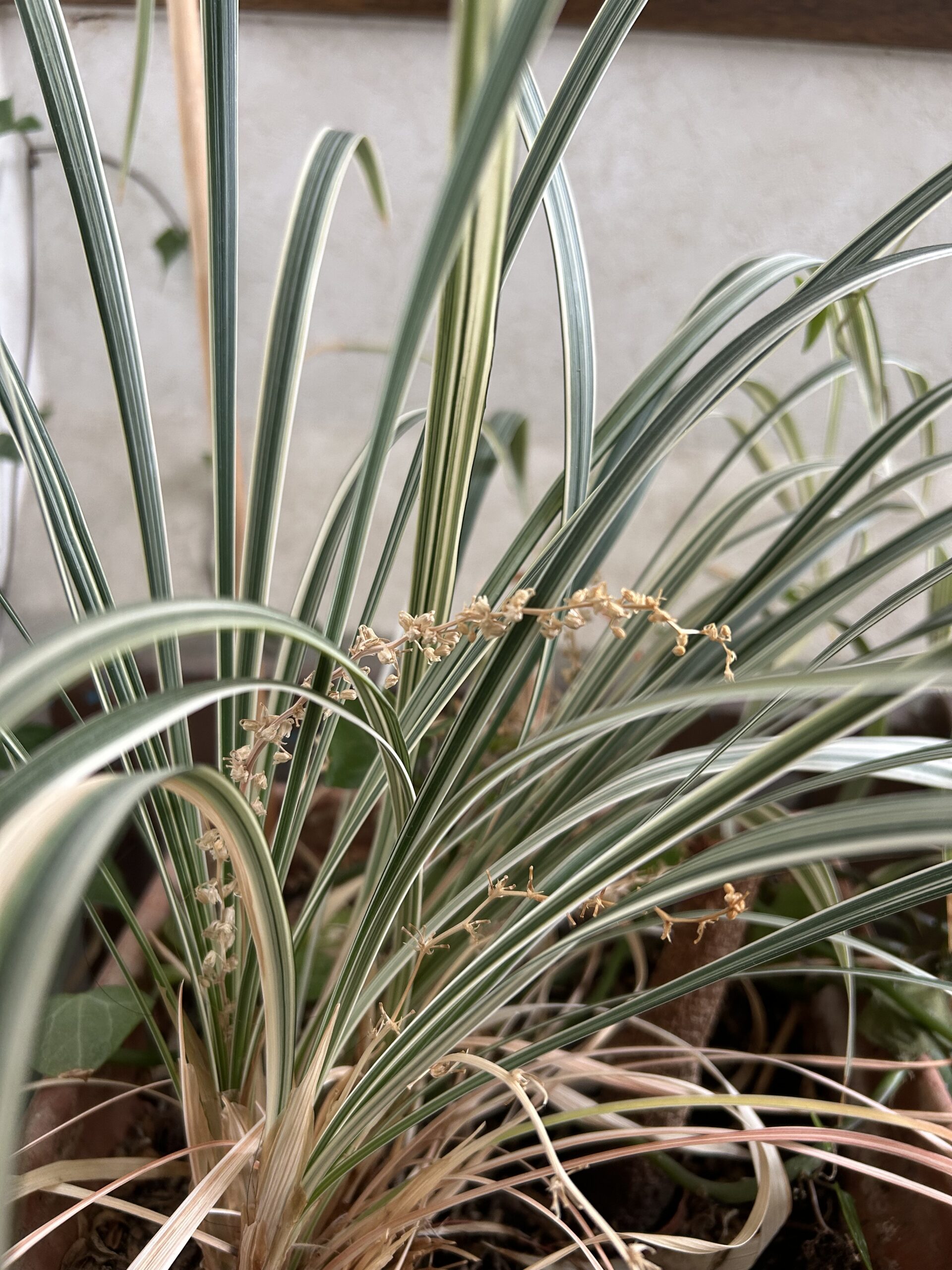 Carex-1